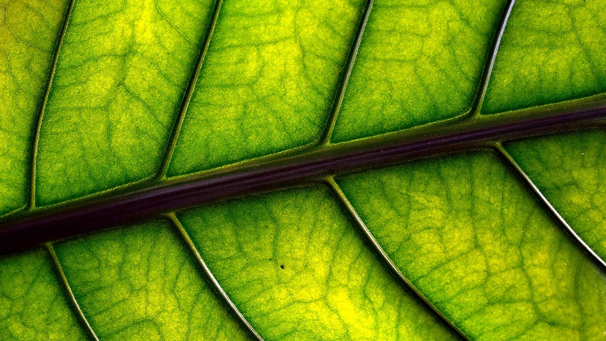 leaf-7588300_1280|calcio potasio csic|grafico 1 Csic